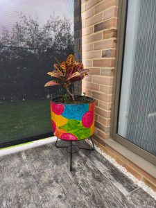 variedades a su paso chía (10)